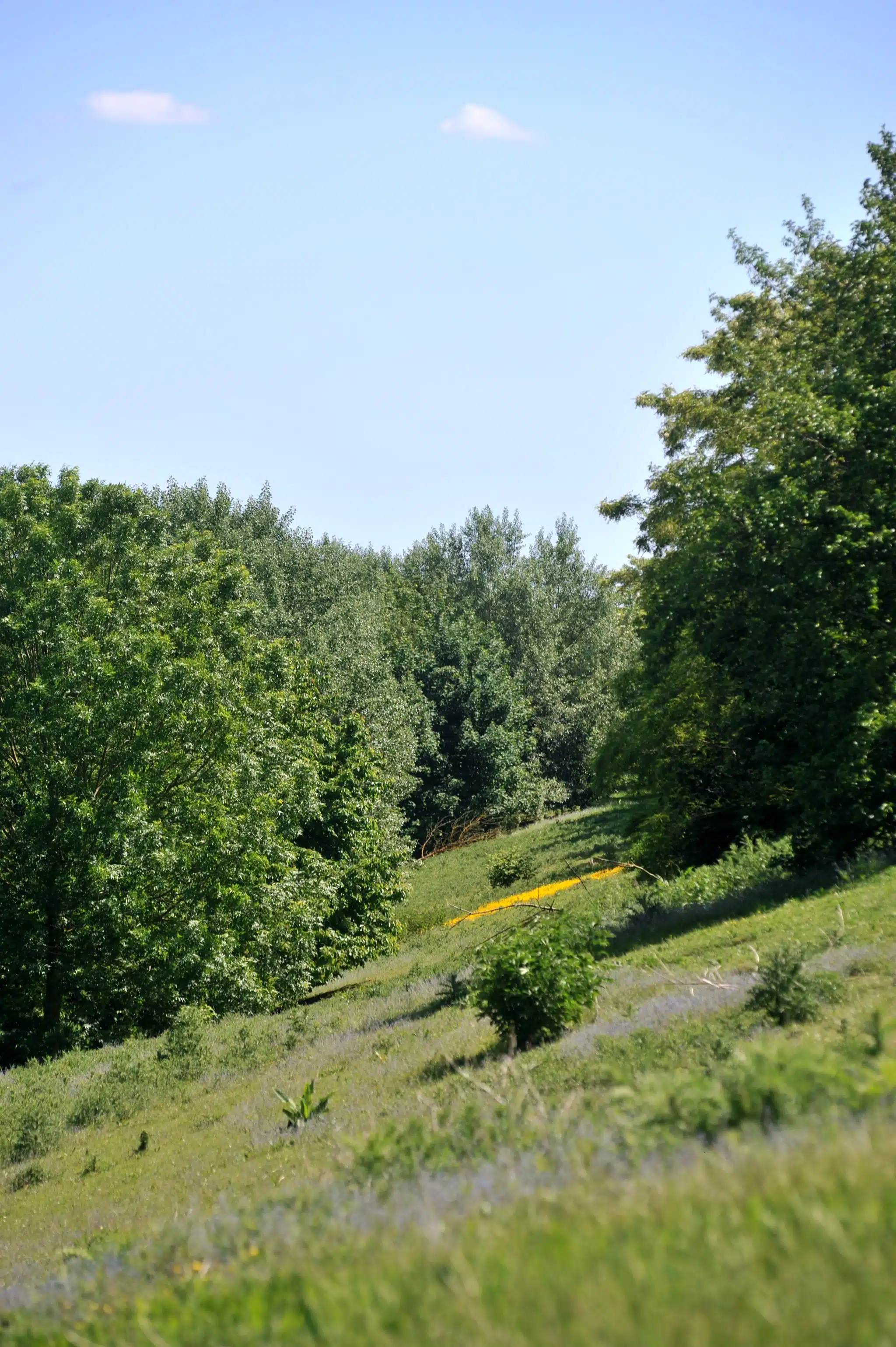 Boisements - Journée internationale des forêts